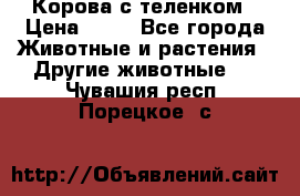 Корова с теленком › Цена ­ 69 - Все города Животные и растения » Другие животные   . Чувашия респ.,Порецкое. с.